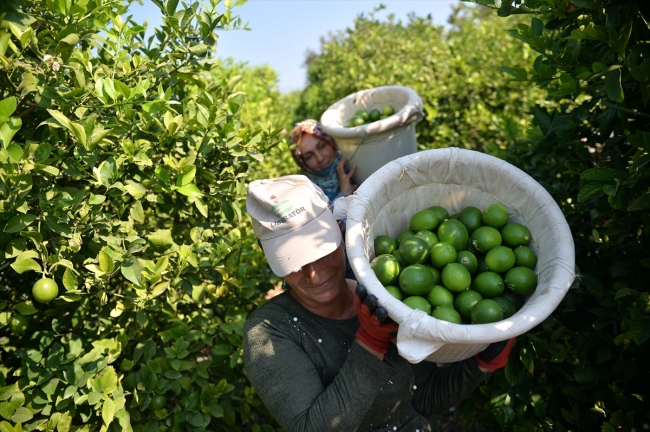 Limon hasadında kadın işçiler öne çıkıyor